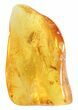 Detailed Fossil Cicada & Auchenorryncha In Baltic Amber #58034-1